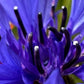 1000 Tall Blue BACHELOR'S BUTTON / CORNFLOWER Centaurea Cyanus Flower Seeds