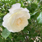 5 WHITE ROSE Rosa Bush Shrub Perennial Flower Seeds