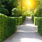 30 AMERICAN BOXWOOD Common Buxus Sempervirens European Box Shrub Seeds