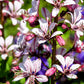 10 GAS PLANT MIX Dictamnus Albus Mixed Colors White Red Pink Lilac Flower Seeds