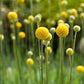 20 Yellow BILLY BUTTONS / WOLLYHEADS Craspedia Globosa Flower Seeds