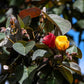 10 PORTIA TREE Yellow Pink Purple Flowers Change Color Pacific Rosewood Tulip Thespesia Populnea Seeds