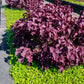 300 PURPLE SHISO aka PERILLA Frutescens Ornamental Herb Seeds Green & Purple