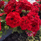 50 SCARLET VERBENA Red Nana Compacta Fragrant Flower Seeds