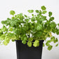 1000 CILANTRO / CORRIANDER / Chinese PARSLEY Coriandrum Sativum Herb Flower Seeds
