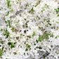 20 WHITE TREE LILAC Hummingbird Flower Fragrant Peking Syringa Pekinensis Seeds