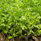 1500 WRINKLED CRINKLED CRESS Garden Lepidium Sativum Greens Vegetable Seeds