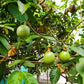 10 YELLOW PASSION FRUIT Vine Passiflora Edulis Flavicarpa Golden Passionfruit Purple & White Flower Seeds