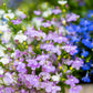 200 MIXED COLORS LOBELIA Regatta Lobelia Erinus Flower Seeds