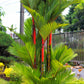 10 Red LIPSTICK PALM Sealing Wax Palm Cyrtostachys Renda Tree Houseplant Seeds