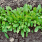 2000 ROQUETTE ARUGULA aka Rocket / Rucola / Rugula - Eruca Vesicaria Sativa Herb Vegetable Seeds