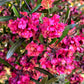 40 Mixed Colors FLORIDA HOPBUSH Dodonaea Viscosa Hawaiian Hopseed Flower Shrub Seeds