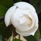 10 SOUTHERN MAGNOLIA TREE 12" White Flowers Native Grandiflora Bull Bay Seeds