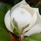 10 SOUTHERN MAGNOLIA TREE 12" White Flowers Native Grandiflora Bull Bay Seeds
