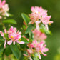 50 Tatarian Asian HONEYSUCKLE Lonicera Tatarica Pink Flower Shrub Bush Seeds