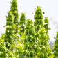 150 BELLS OF IRELAND ( Lady In The Bathtub / Shell Flower ) Moluccella Laevis Green Flower Seeds