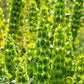 150 BELLS OF IRELAND ( Lady In The Bathtub / Shell Flower ) Moluccella Laevis Green Flower Seeds