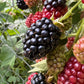 100 BLACKBERRY Fruit Bush Rubus Allegheniensis Seeds