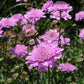 50 FINEST MIXED Colors SCABIOSA (Mourning Bride / Pin Cushion) Scabiosa Atropurpurea Flower Seeds
