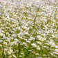 1000 DWARF White SHASTA DAISY Chrysanthemum Maximum Flower Seeds