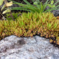 50 ROCK PINE Orostachys Japonica Multicolored Succulent Pink Flower Houseplant Seeds