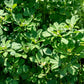300 FENUGREEK Trigonella Foenum Graecum Herb Flower Seeds