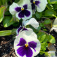 50 WHITE & PURPLE PANSY Swiss Giant Violet Viola Wittrockiana Flower Seeds