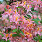 20 WESTERN AZALEA Pink White Yellow Shrub Flower Rhododendron Occidentale Seeds