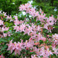20 WESTERN AZALEA Pink White Yellow Shrub Flower Rhododendron Occidentale Seeds