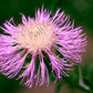 25 AMERICAN ROSE (Centaurea Aloha / American Starflower / American Basket Flower / America Starthistle) Centaurea Americana Flower Seeds