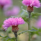 500 MIXED SWEET SULTAN Imperialis Mix Amberboa Moschata Centaurea Flower Seeds - Pink, Rose, Lilac, Purple, Mauve, White, & Yellow