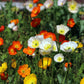 2500 ICELAND POPPY MIX Papaver Nudicaule Mixed Colors Flower Seeds