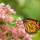 50 Mixed Colors JOE PYE WEED Eupatorium Maculatum Flower Seeds
