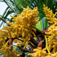 5 COMMON WINDMILL PALM Trachycarpus Fortunei Hardy Chusan Palm Tree Sun Shade Houseplant Seeds