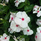 100 BRIGHT EYES PERIWINKLE Vinca Rosea Dwarf White & Pink Flower Seeds