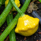 10 Golden YELLOW Bush SCALLOP SQUASH (Patty Pan / Paty Pan / Squanter Squash) Summer Cucurbita Pepo Vegetable Seeds