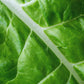 300 FORDHOOK GIANT SWISS CHARD (Perpetual Spinach) Beta Vulgaris Cicla Vegetable Seeds