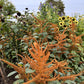 100 Pastel AUTUMNS TOUCH AMARANTHUS Cruentus Bronze Coral Apricot Flower Seeds