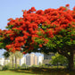 10 ROYAL POINCIANA TREE Delonix Regia aka Red Flame Flamboyant Tree Peacock Flower Seeds