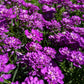 2000 Fairy DWARF MIX CANDYTUFT Iberis Umbellata Flower Seeds