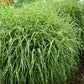 10 ZEBRA GRASS Variegated Maiden Grass Miscanthus Sinensis Zebrinus aka Chinese or Japanese Silver Grass / Plume Grass / Eulalia Seeds