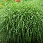 10 ZEBRA GRASS Variegated Maiden Grass Miscanthus Sinensis Zebrinus aka Chinese or Japanese Silver Grass / Plume Grass / Eulalia Seeds