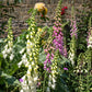 1000 Seeds MIXED FOXGLOVE Digitalis Purpurea Flower Seeds