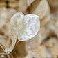 100 LUNARIA Biennis ( MONEY PLANT / Silver Dollar / Honesty / Moonwort / L Annua ) Flower Seeds