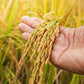 100 Long Grain BROWN WHITE RICE Oryza Sativa Vegetable Seeds