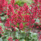 100 HEUCHERA FIREFLY Coral Bells Heuchera Sanguinea Red Flower Shade Seeds