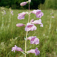 250 LARGE FLOWERED BEARDTONGUE Penstemon Grandiflorus Native Pink Purple Flower Seeds