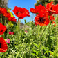 100 BEAUTY Of Livermere ORIENTAL POPPY Papaver Orientale Flower Seeds