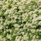 50 CLIMBING HYDRANGEA Anomala Petiolaris Vine Flower Seeds