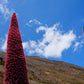 25 TOWER OF JEWELS Red Bugloss Echium Wildpretii Ruby Hummingbird Flower Seeds